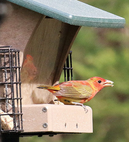 summer tanager